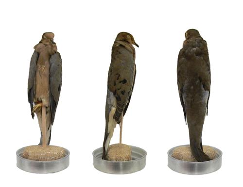 Bird specimen